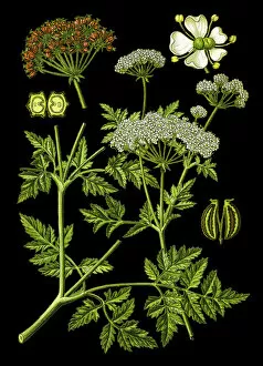 Medicinal and Herbal Plant Illustrations Collection: hemlock or poison hemlock