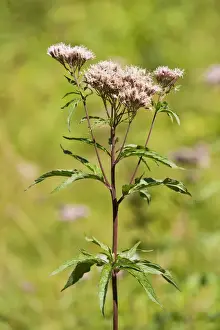 Compositae Prints: Hemp-agrimony -Eupatorium cannabinum-, flower, Jena, Thuringia, Germany