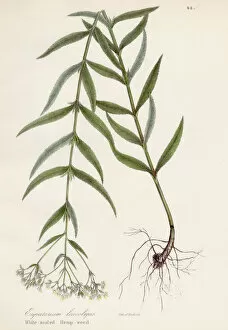 Images Dated 28th April 2017: Hemp weed botanical engraving 1843