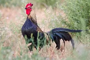 Images Dated 4th August 2011: Hen with comb