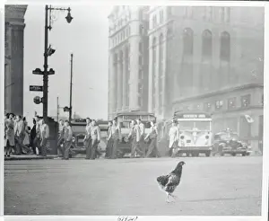 Hen Crossing City Street
