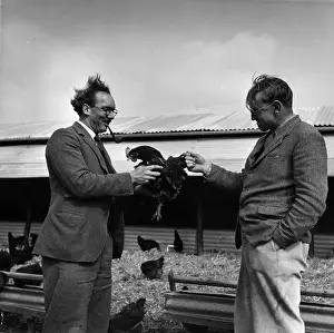 Chicken Prints: Hen Farmers