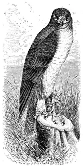 Hen harrier (Circus cyaneus)