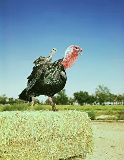 Hen Turkey Balancing Chick upon Back