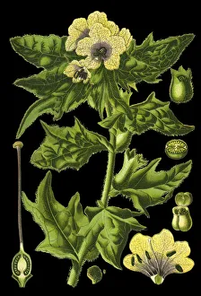 Images Dated 8th April 2019: henbane, black henbane, stinking nightshade
