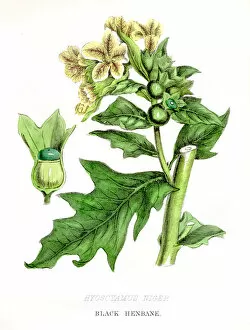 Images Dated 1st May 2017: Henbane botanical engraving 1857