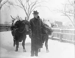 Blizzard Prints: Henry Ford with Prize Oxen in Snow Storm