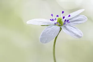 Images Dated 28th March 2015: Hepatica