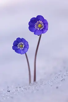 Kidneywort Prints: Hepatica, Liverleaf or Liverwort -Hepatica nobilis- growing in the snow, Tyrol, Austria
