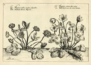 Hepatica, liverleaf, or liverwort from Hortus Floridus by Crispin de Passe