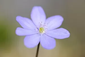 Hepatica or liverwort -Anemone hepatica syn Hepatica nobilis-, flower, Nationalpark Hainich, Thuringia, Germany