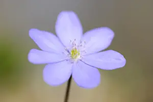 Kidneywort Prints: Hepatica or liverwort -Anemone hepatica syn Hepatica nobilis