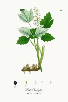 Images Dated 25th September 2017: Herb Christopher, Actaea spicata, Victorian Botanical Illustration, 1863