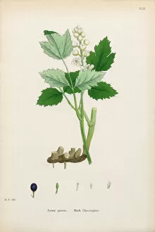 Images Dated 11th January 2017: Herb Christopher, Actaea spicata, Victorian Botanical Illustration, 1863