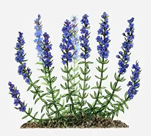 Herb Hyssop (Hyssopus officinalis aka Hyssopus decumbens) with purple flowers and green leaves on tall stems