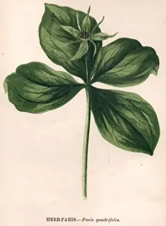 Herb Paris