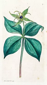 Images Dated 19th May 2016: Herb-paris deadly poisonous plant