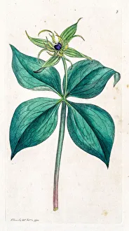 Images Dated 19th May 2016: Herb-paris deadly poisonous plant