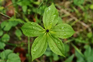 Poisonous Plant Prints: Herb Paris or True Lovers Knot -Paris quadrifolia