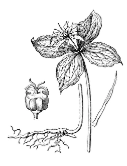 Images Dated 3rd February 2017: Herb Paris, True Lovers Knot (Paris quadrifolia)