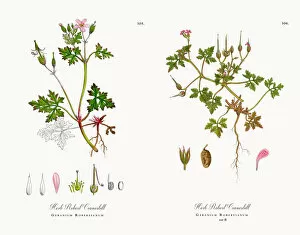 Images Dated 2nd December 2017: Herb Robert Cranesbill, Geranium Robertianum, Victorian Botanical Illustration, 1863