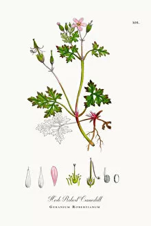 Images Dated 12th October 2017: Herb Robert Cranesbill, Geranium Robertianum, Victorian Botanical Illustration, 1863