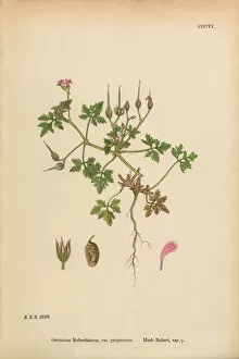 Images Dated 15th March 2017: Herb Robert Cranesbill, Geranium Robertianum, Victorian Botanical Illustration, 1863
