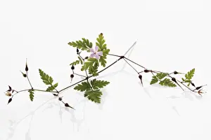 Herbs Prints: Herb Robert or Red Robin (Geranium robertianum)