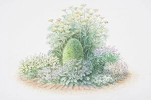 Herb wheel, including, Tanacetum parthenium or Feverfew, Origanum vulgare or Marjoram, Borago officinalis or Borage