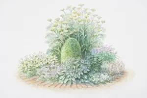 Medium Group Of Objects Prints: Herb wheel, including, Tanacetum parthenium or Feverfew