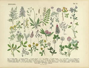 Herbal Medicine Gallery: Herbs anb Spice, Victorian Botanical Illustration