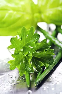 Herbs Prints: Herbs, parsley, chives, basil