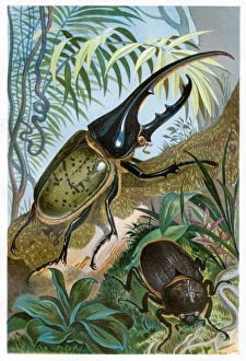 Engravings Gallery: Hercules beetle Chromolithograph 1884