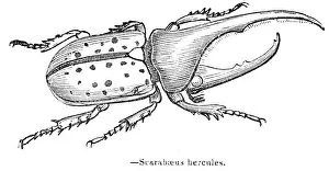 Hercules beetle engraving 1893