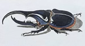 Images Dated 13th July 2017: Hercules beetle (Scarabaeus hercules), hand-colored copper engraving from childrens