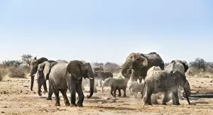 Images Dated 25th August 2012: Herd of African Bush Elephants -Loxodonta africana-, Tsumcor Waterhole, Etosha National Park