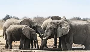 Images Dated 24th August 2012: Herd of African Bush Elephants -Loxodonta africana- drinking at Tsumcor Waterhole