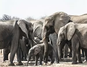 Images Dated 24th August 2012: Herd of African Bush Elephants -Loxodonta africana- drinking at Tsumcor Waterhole