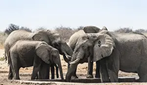 Herd of African Bush Elephants -Loxodonta africana- drinking at Tsumcor Waterhole, Etosha National Park, Namibia