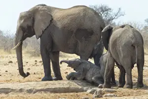 Herd of African Bush Elephants -Loxodonta africana- at Tsumcor Waterhole, Etosha National Park, Namibia