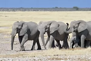 Images Dated 3rd June 2014: Herd of African Elephants -Loxodonta africana-, Etosha National Park, Namibia