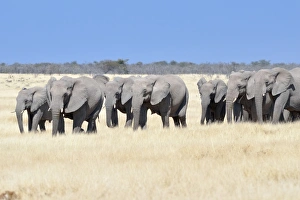 Images Dated 3rd June 2014: Herd of African Elephants -Loxodonta africana-, Etosha National Park, Namibia