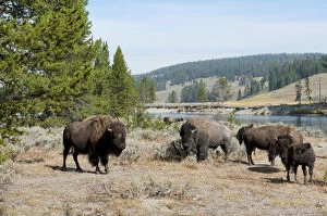 Herd of American Bison -Bison bison- beside Yellowstone River, Yellowstone National Park, Wyoming, USA