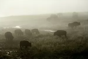 Herd of American Bison on a foggy morning