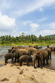 Images Dated 1st April 2013: Herd of Asian elephants -Elephas maximus- from the Pinnawela Elephants Orphanage bathe in the Maha