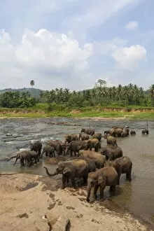 Images Dated 1st April 2013: Herd of Asian elephants -Elephas maximus- from the Pinnawela Elephants Orphanage bathe in the Maha