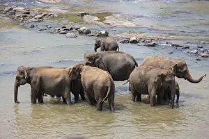 Maha Oya River Prints: Herd of Asian elephants -Elephas maximus- from the Pinnawela Elephants Orphanage bathe in the Maha Oya river
