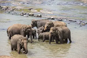 Washing Prints: Herd of Asian elephants -Elephas maximus- from the Pinnawela Elephants Orphanage bathe in the Maha Oya river