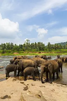 Maha Oya River Prints: Herd of Asian elephants -Elephas maximus- from the Pinnawela Elephants Orphanage bathe in the Maha Oya river