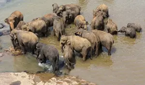 Herd of Asian elephants -Elephas maximus- from the Pinnawela Elephants Orphanage bathe in the Maha Oya river, Pinnawela, Sri Lanka